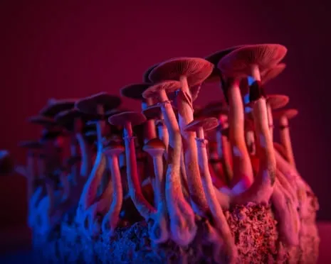 Regarding Substances by Justin Smith-Ruiu: An Intellectual Guide into Consciousness Expanders
